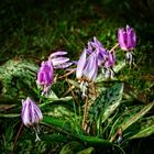 Lila Blüten auf der Blumeninsel "Siebenbergen" in Kassel