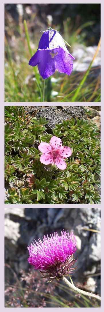 Lila Blüten in den Bergen