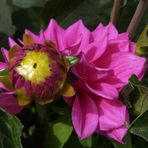 Lila Blütenkranz (2)