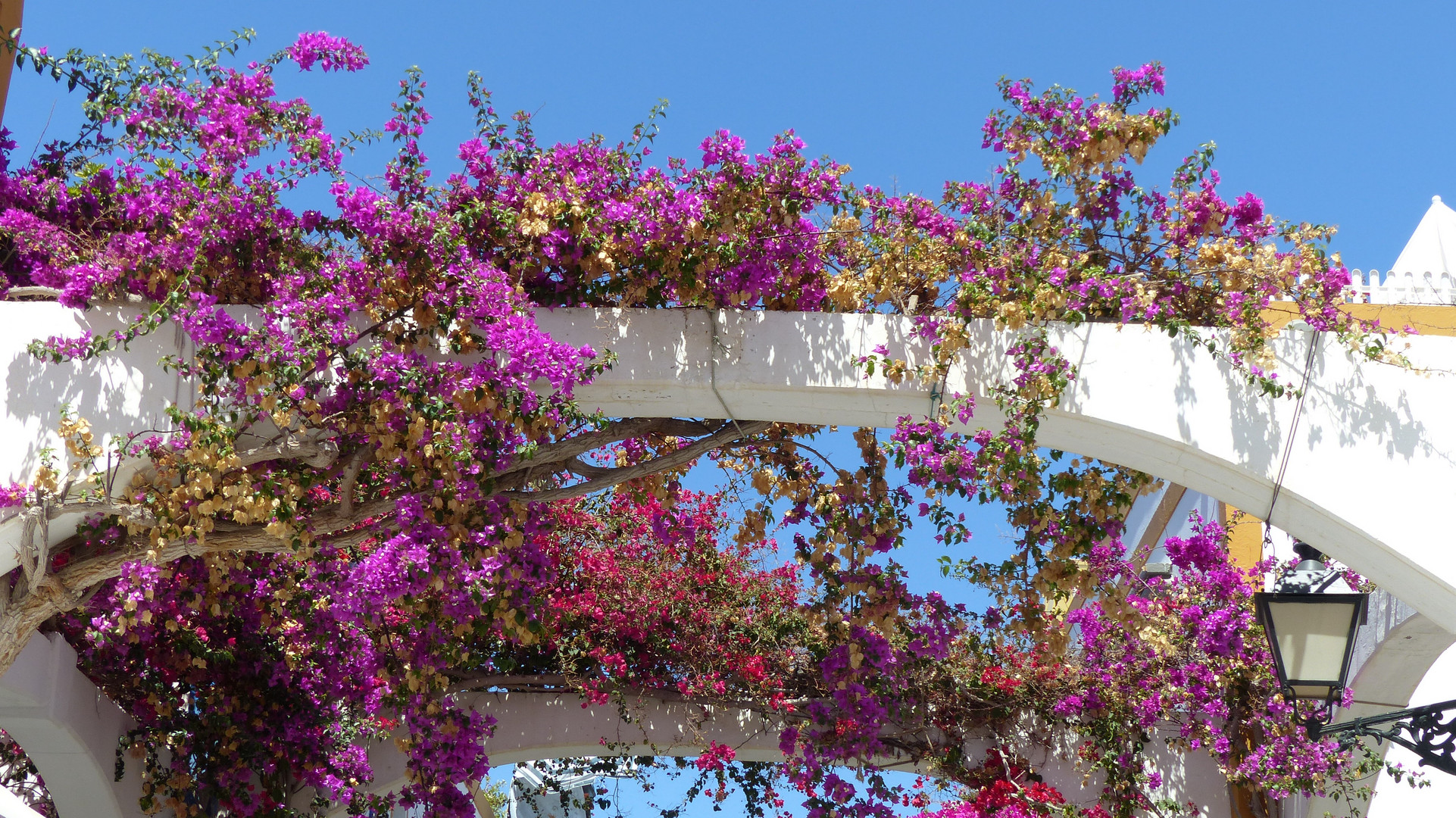 Lila Blütenpracht in den Gassen von Puerto de Mogán - Gran Canaria