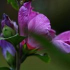 Lila Blütenzauber 