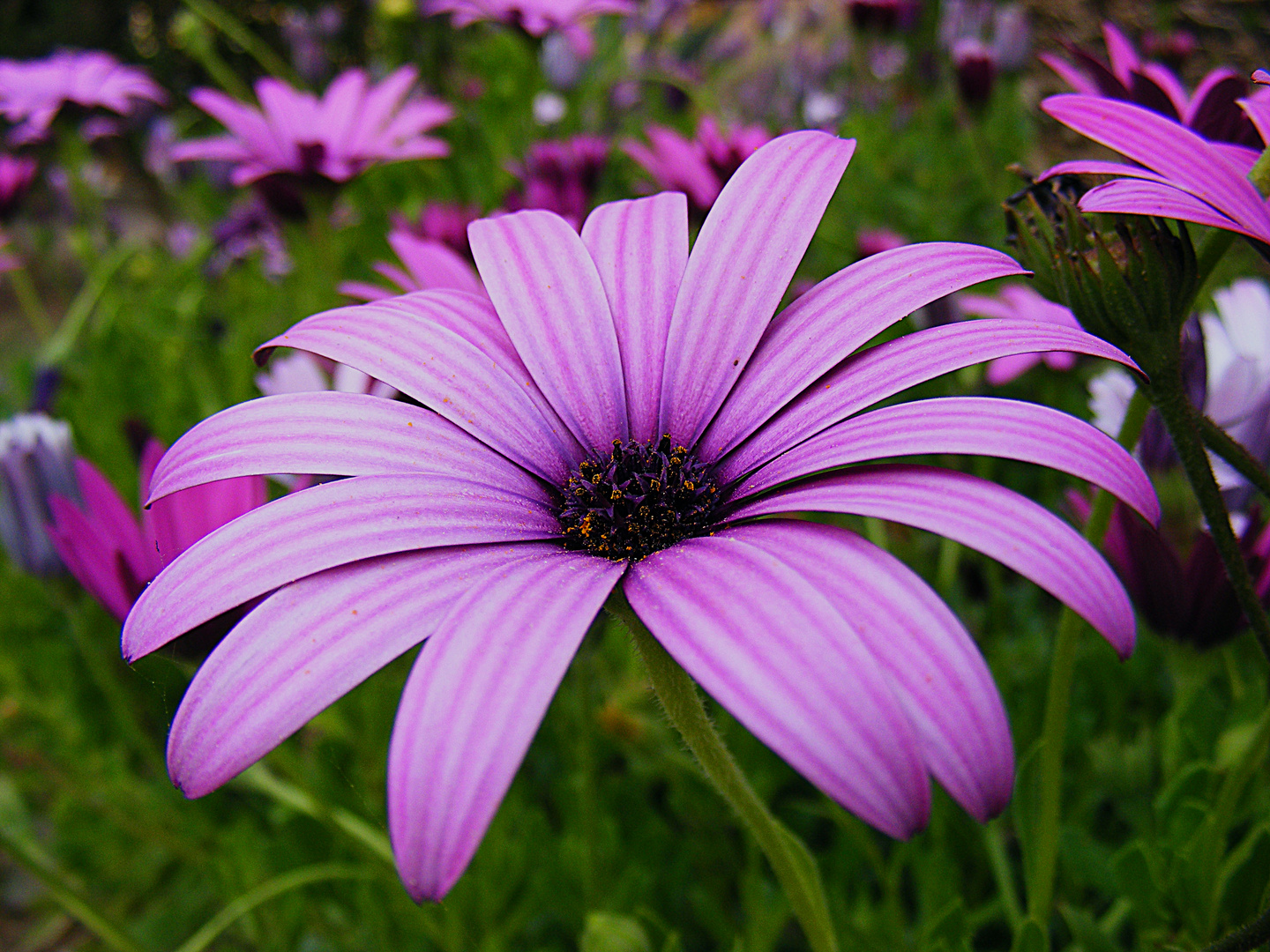 Lila Blume =) Foto & Bild pflanzen, pilze & flechten, blüten