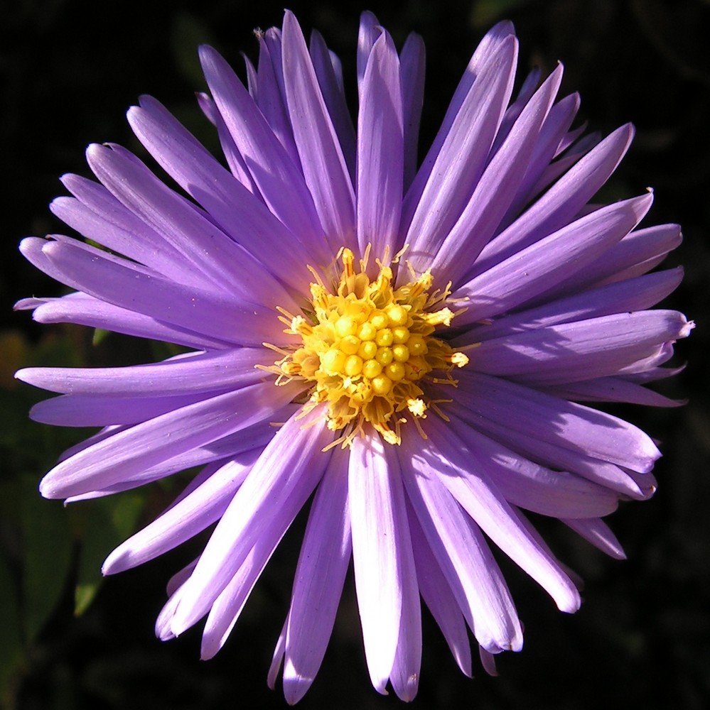 lila blume Foto & Bild archiv projekte naturchannel, naturprojekte