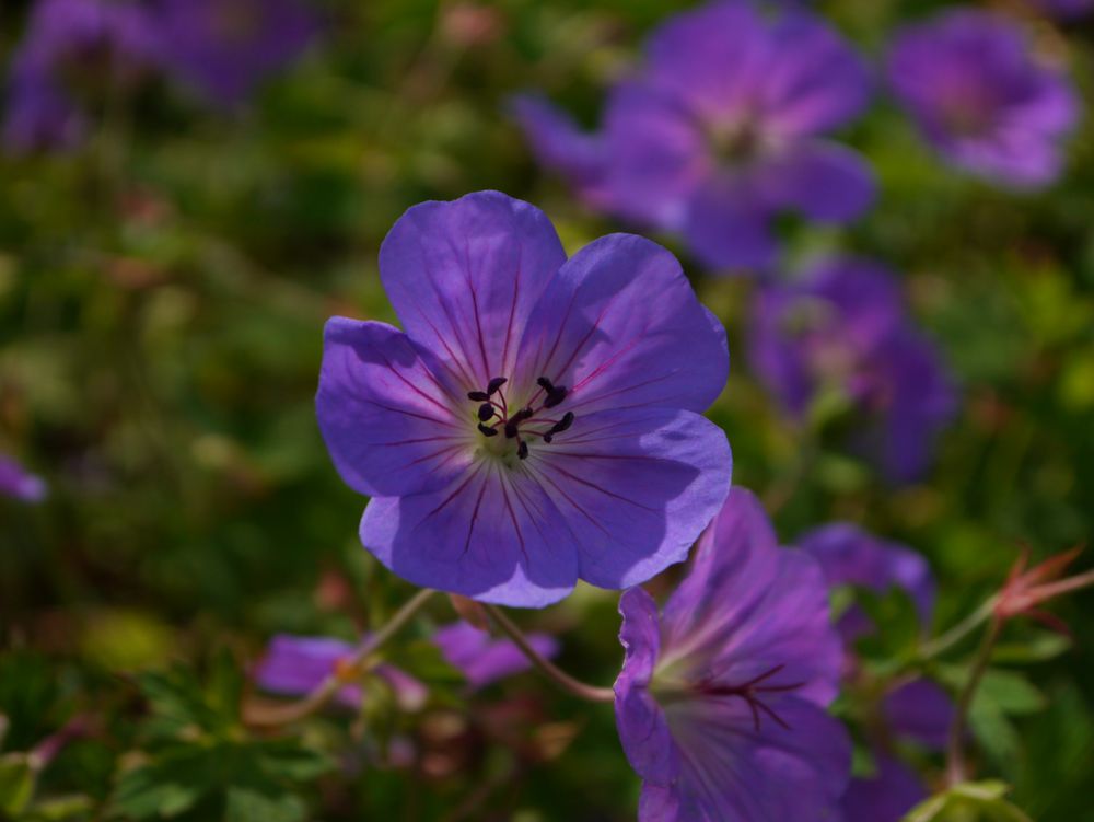Lila Blume Foto & Bild pflanzen, pilze & flechten