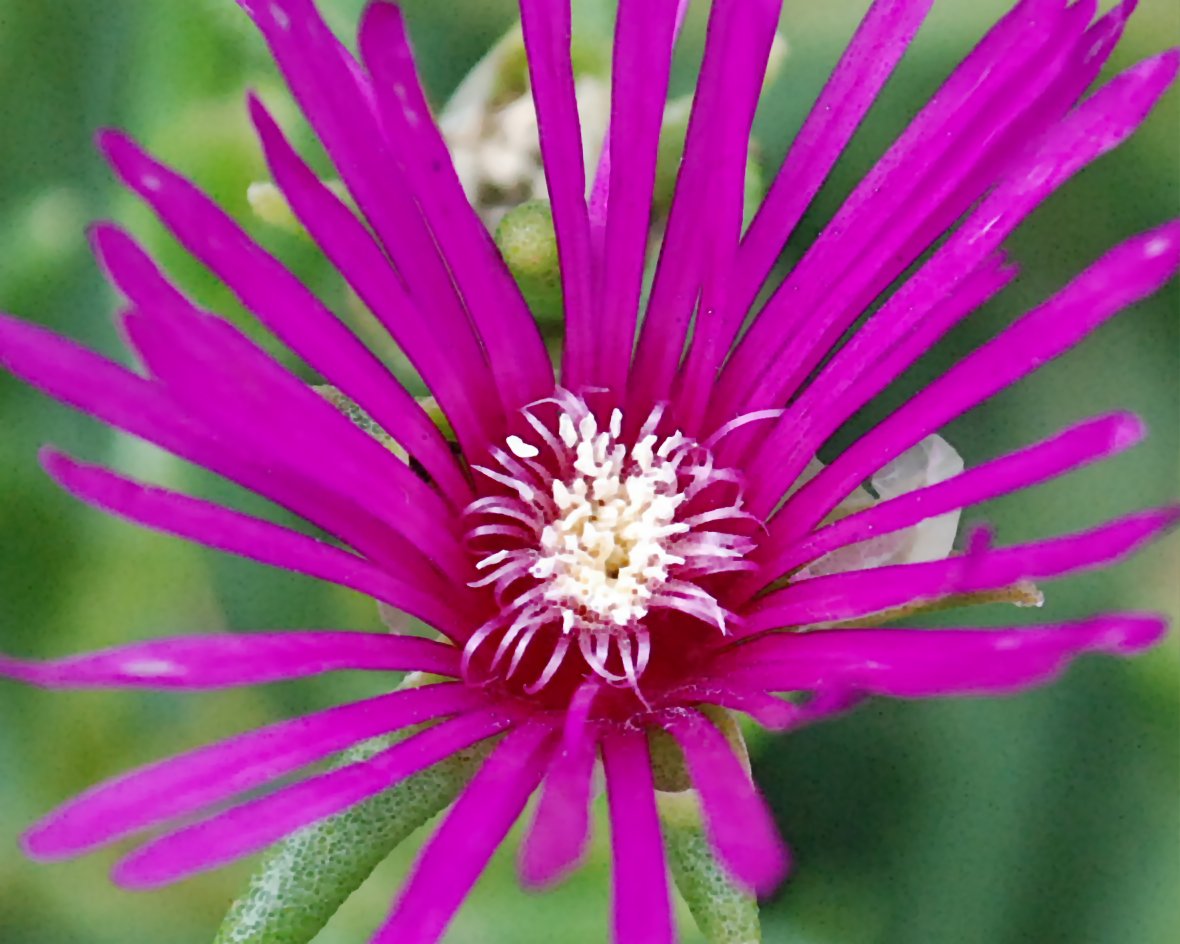 Lila-Blume