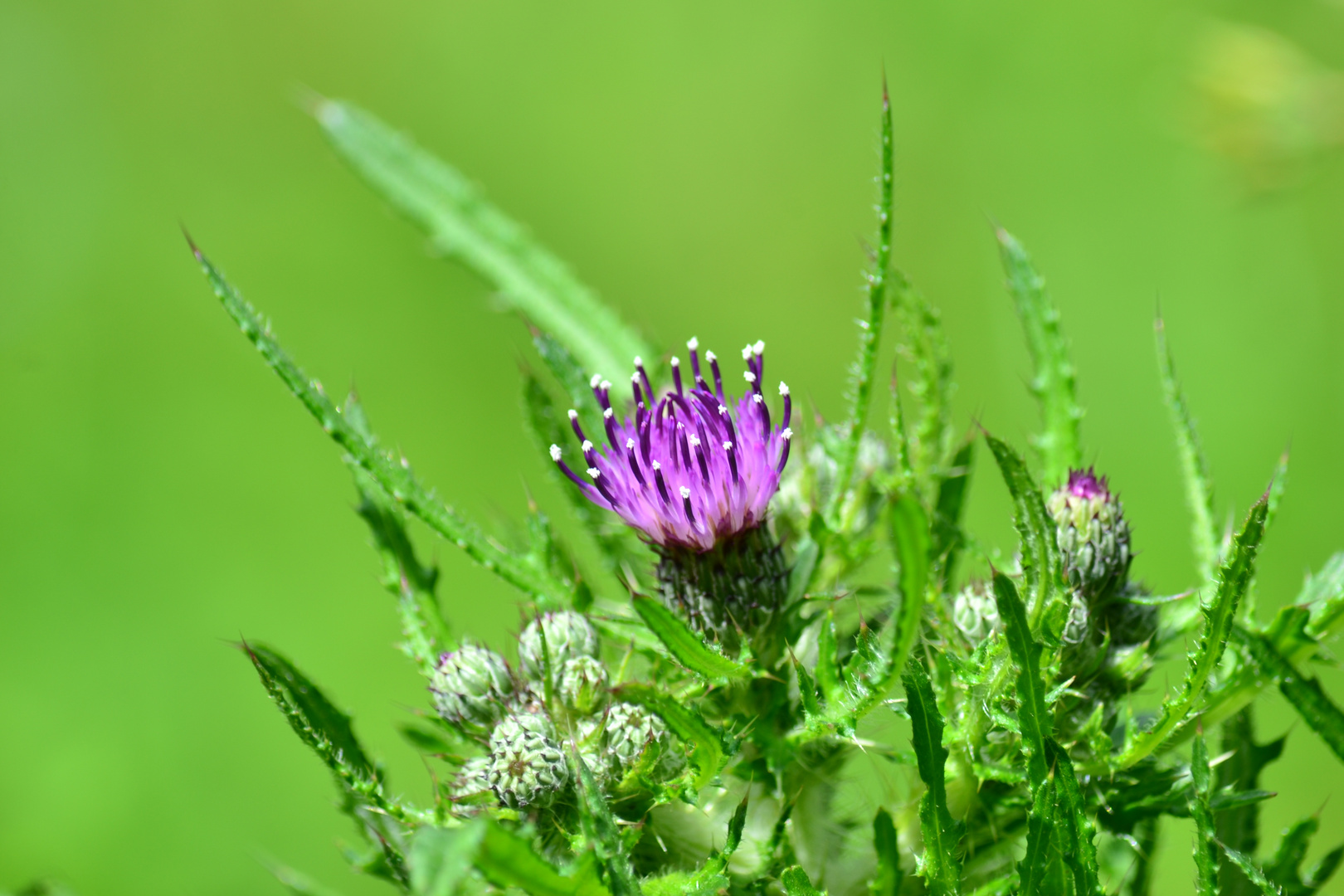 Lila Blume , Kratzdistel,