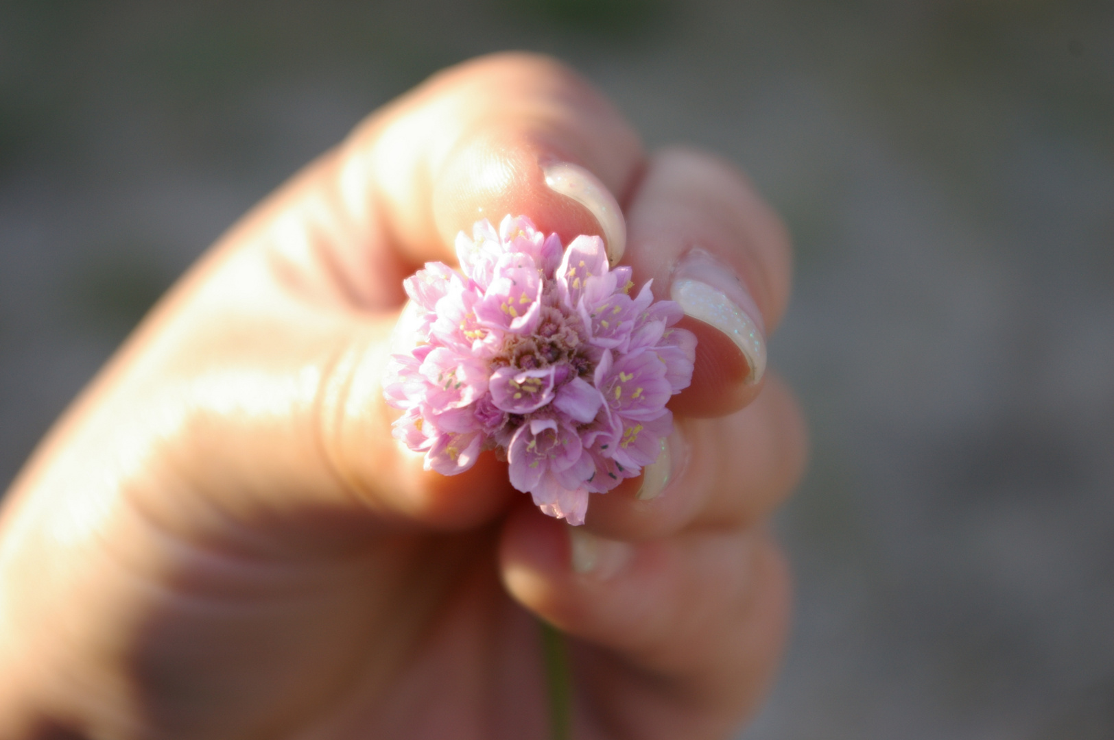 Lila-Blume-Makro