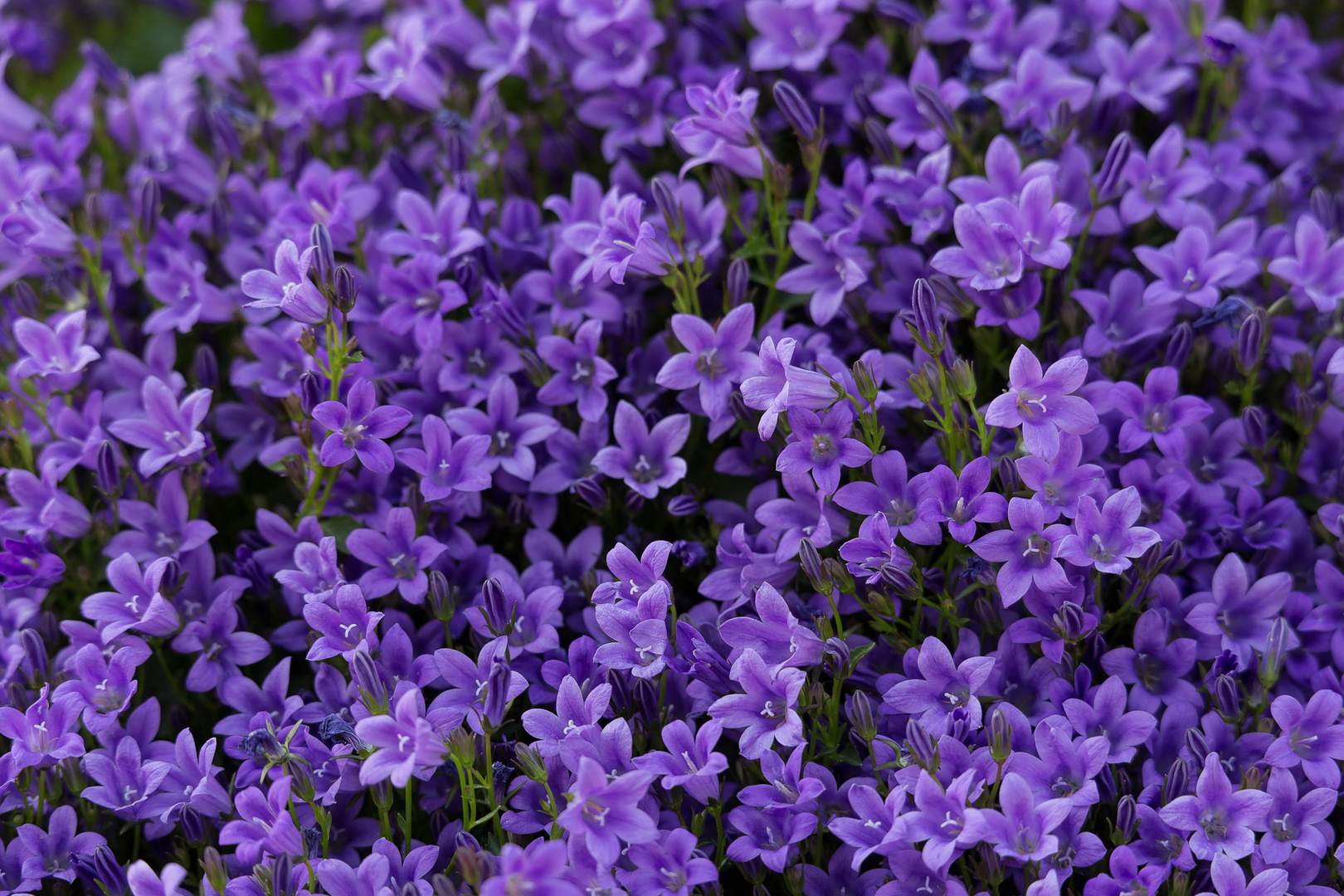 lila Blumen Foto & Bild pflanzen, pilze & flechten, blüten