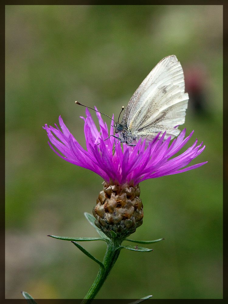 lila blumen schmecken am besten ...