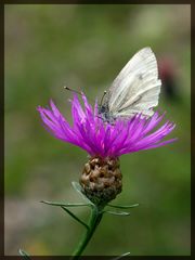 lila blumen schmecken am besten ...