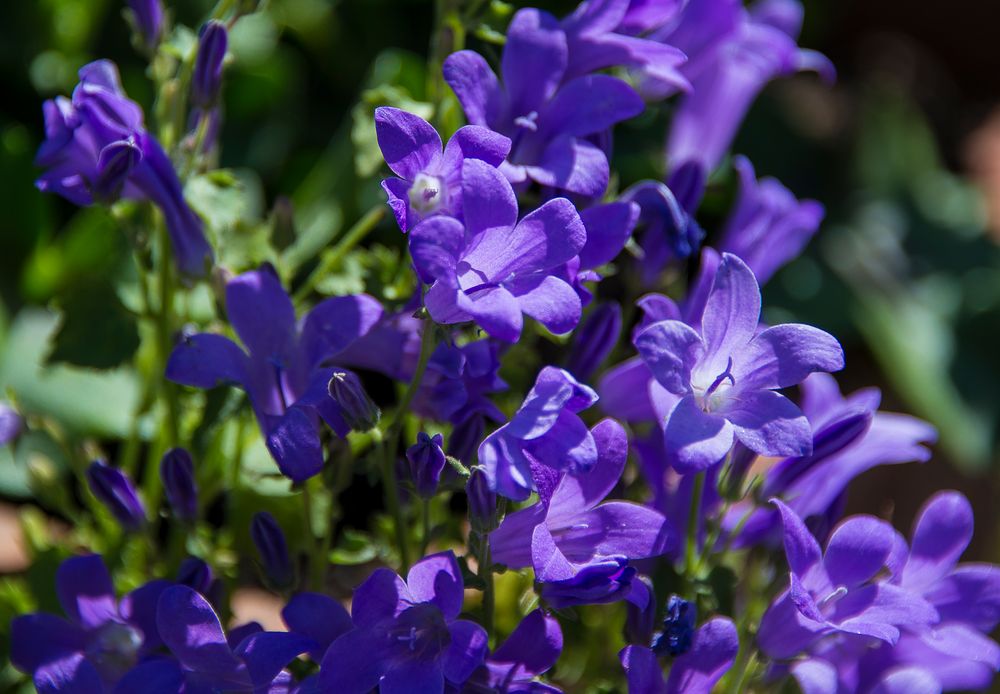 lila Bodendecker Foto & Bild pflanzen, pilze & flechten, blüten