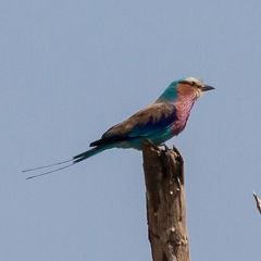 Lila breasted Roller