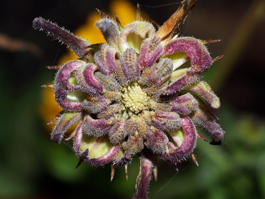 Lila Calendula