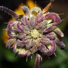 Lila Calendula