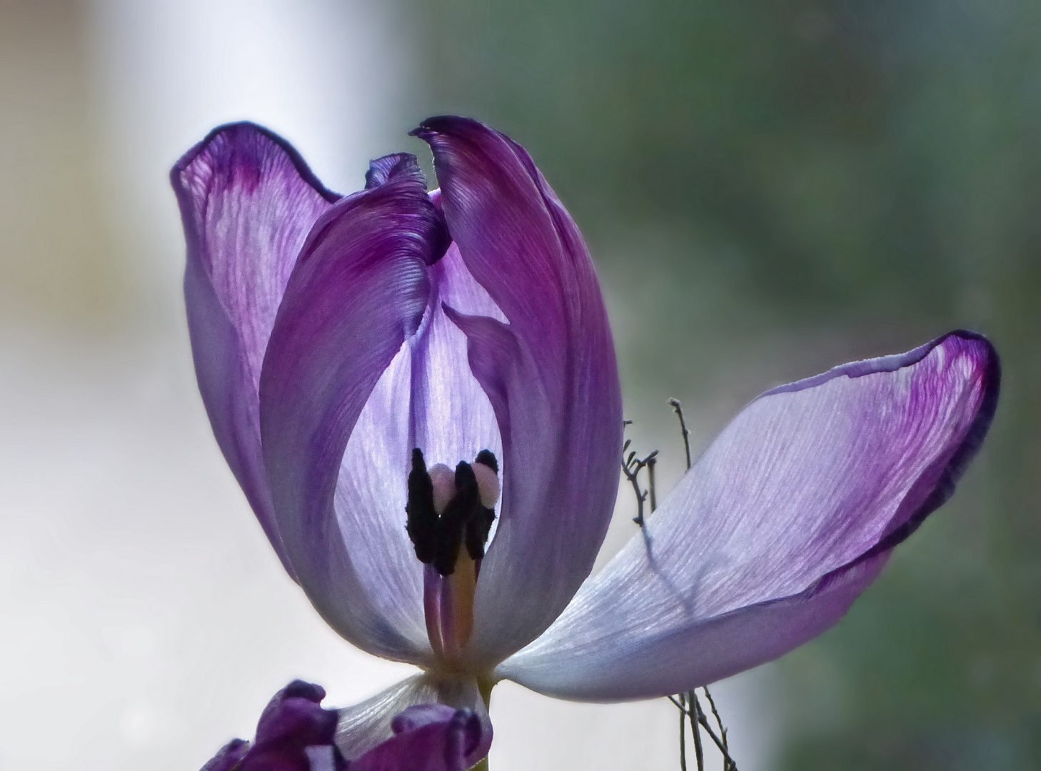 Lila Foto & Bild | nah- & makro, pflanzen, pilze & flechten, blüten