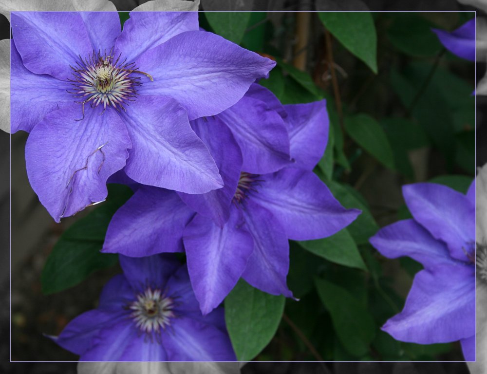 lila Clematis