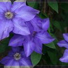 lila Clematis