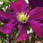 lila Clematis