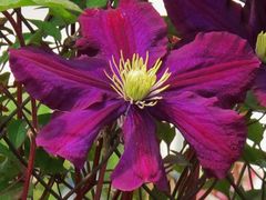 lila Clematis