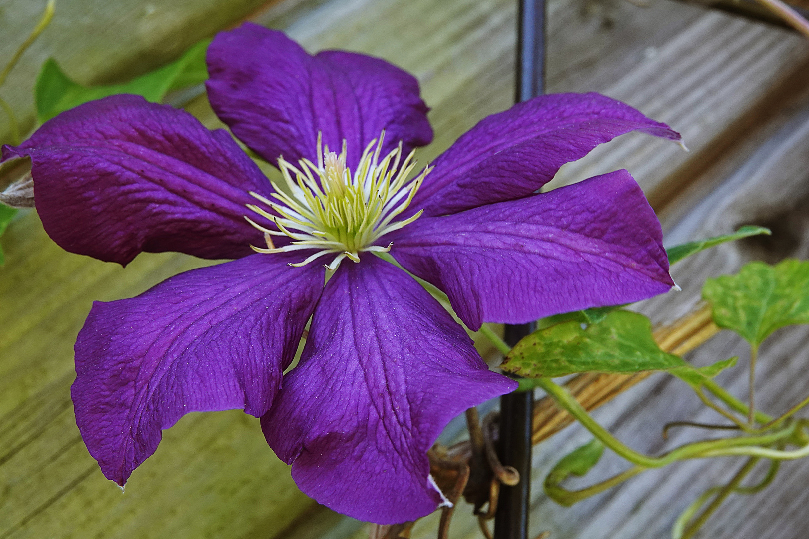 lila Clematis