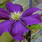 lila Clematis