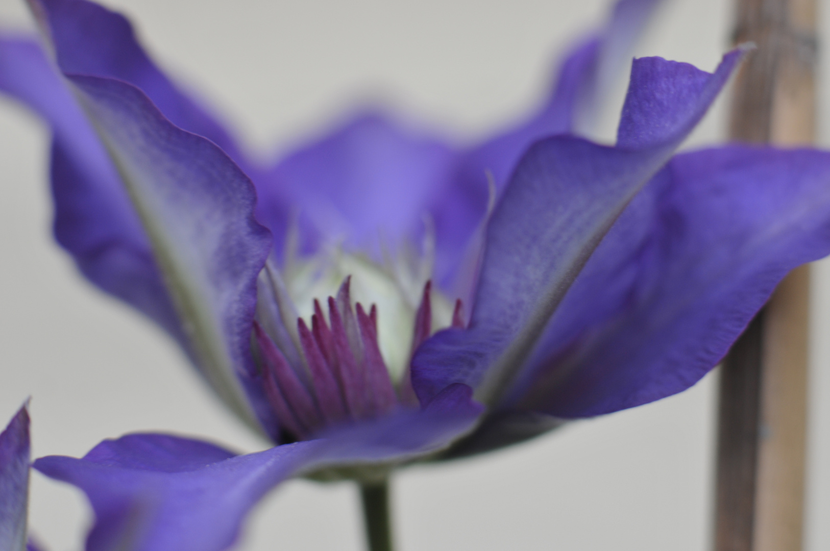 Lila Clematis 5