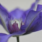 Lila Clematis 5