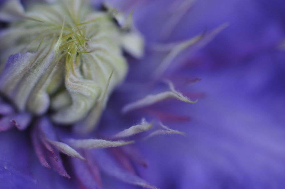 Lila Clematis 6 Foto & Bild pflanzen, pilze & flechten, blüten