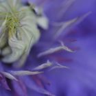 Lila Clematis 6