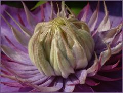 Lila Clematis.