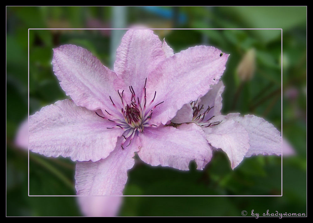 lila Clematis