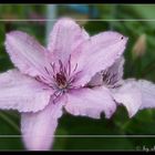 lila Clematis