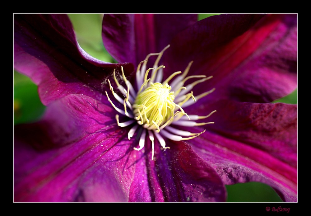 lila Clematis