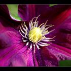 lila Clematis