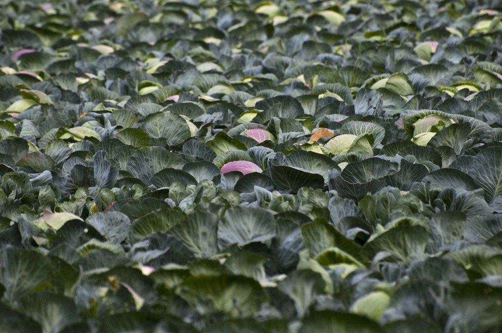 Lila, der letzte Versuch? Foto & Bild | landschaft, Äcker, felder ...