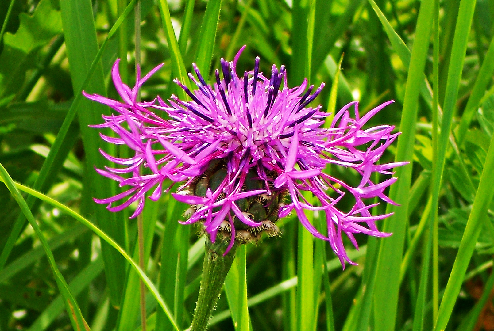 Lila – die zarteste Versuchung, seit es Flockenblume gibt :)