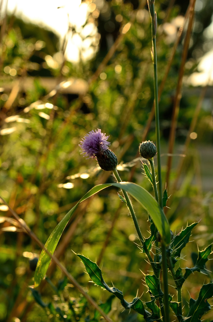 lila Distel in der Abendsonne