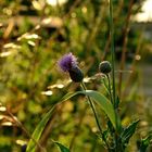 lila Distel in der Abendsonne