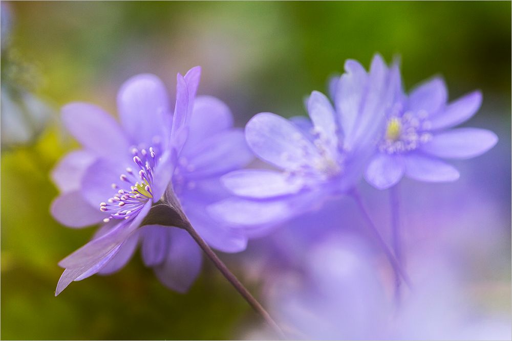 Lila Foto & Bild | lila, frühling, natur Bilder auf fotocommunity