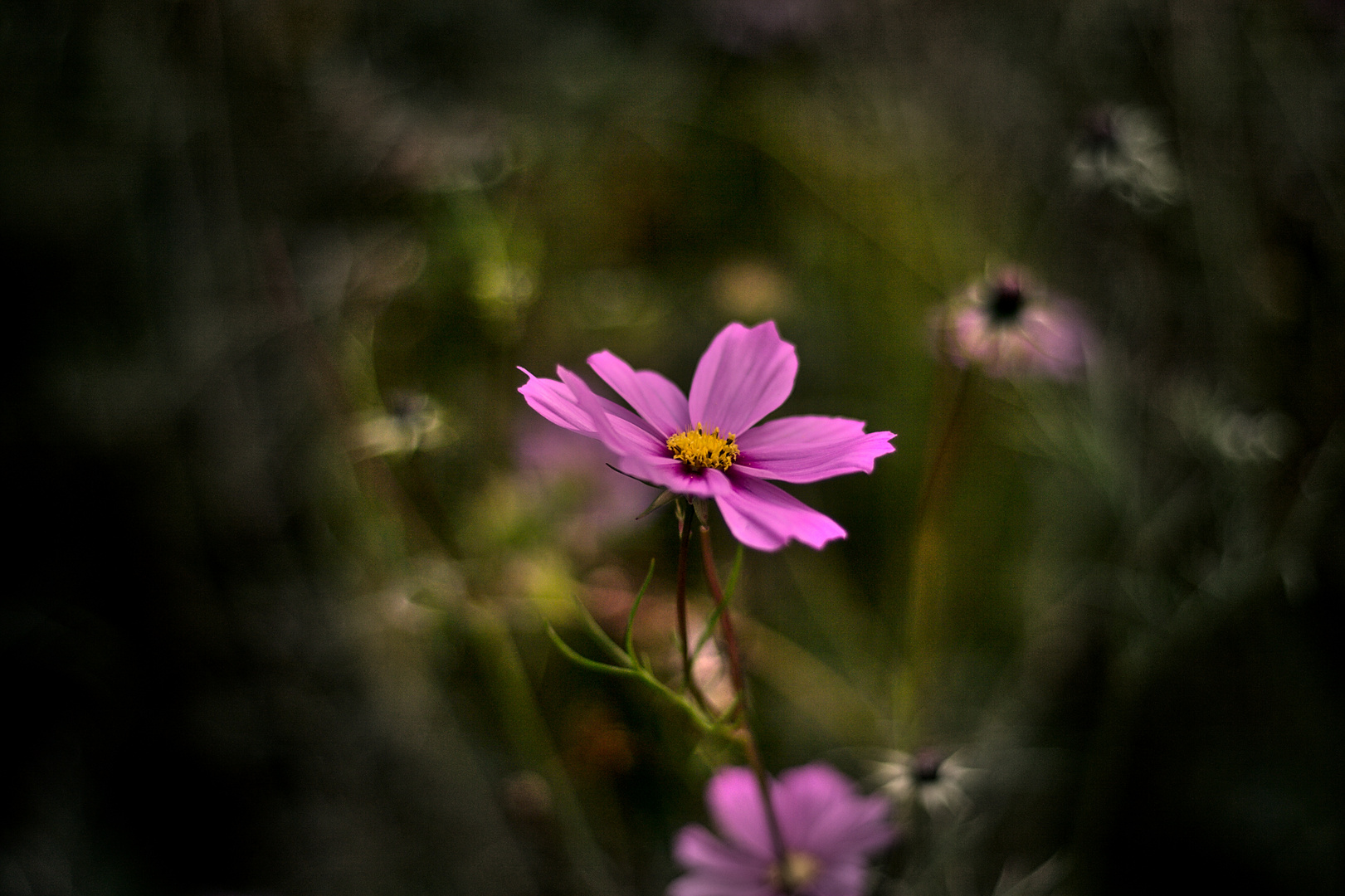 Lila, eine schöne Farbe