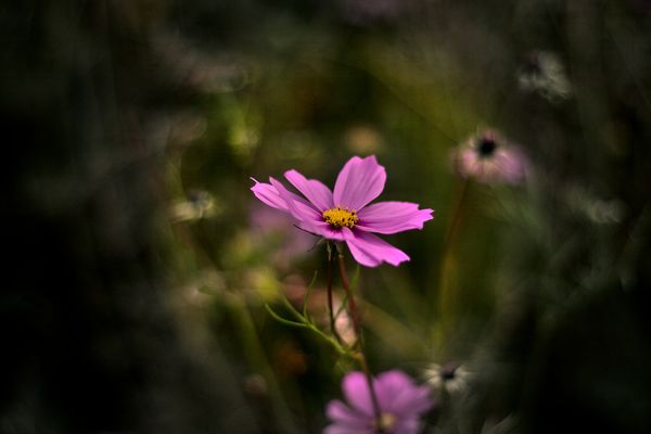 Lila, eine schöne Farbe