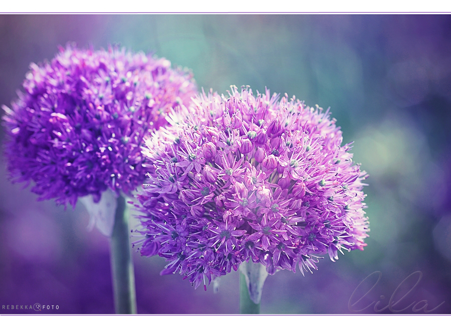 Lila Foto & Bild | blumen & co Bilder auf fotocommunity