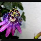 lila flower power