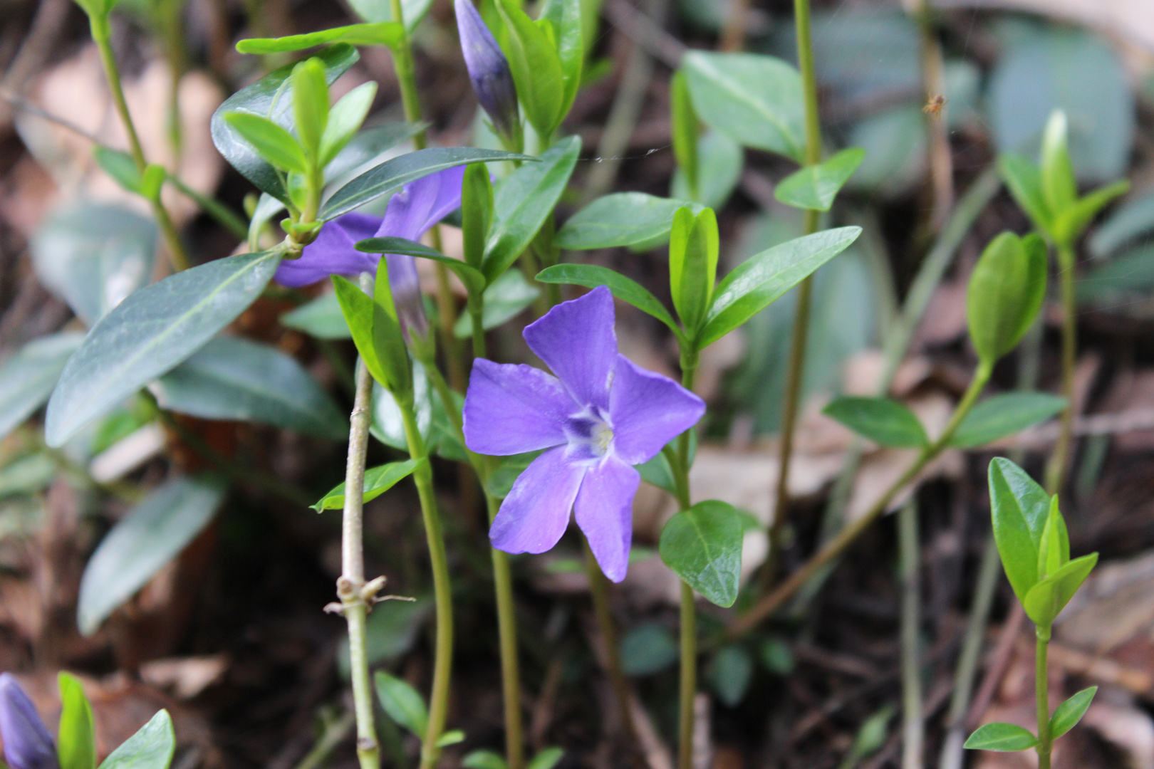 Lila Frühblüher Foto & Bild pflanzen, pilze & flechten, blüten