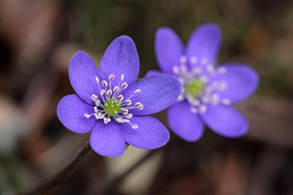 Lila-Frühling