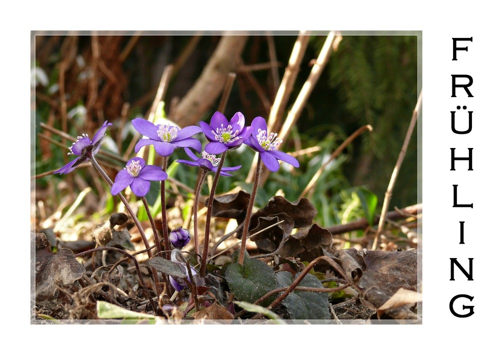 "Lila" Frühling