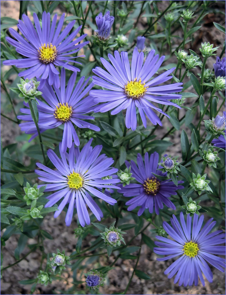 Lila für alle.... Foto & Bild pflanzen, pilze & flechten, blüten