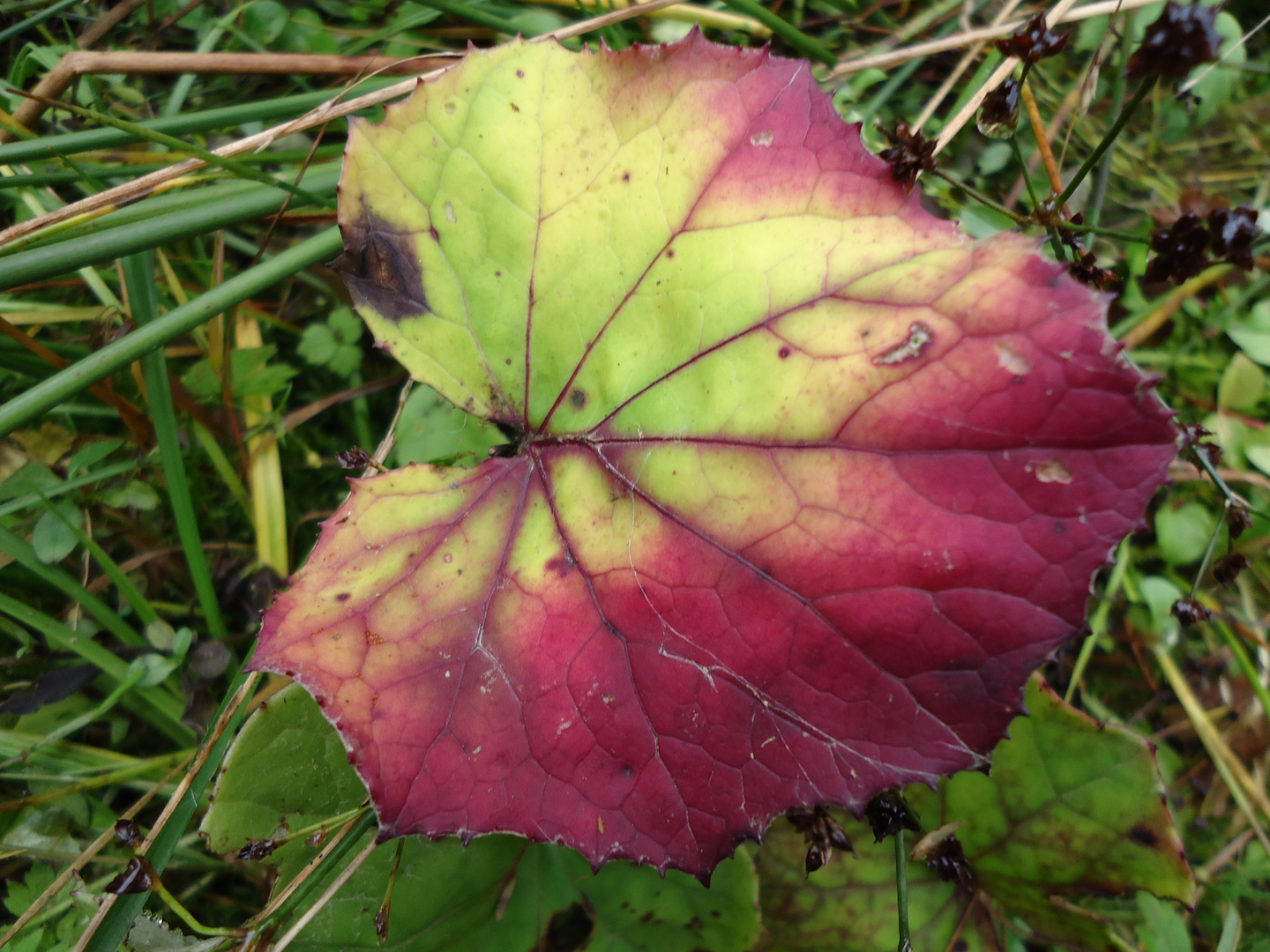 lila-gelbes Herbstblatt