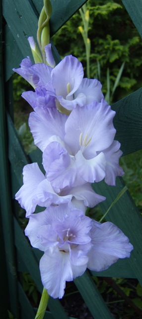 lila Gladiole