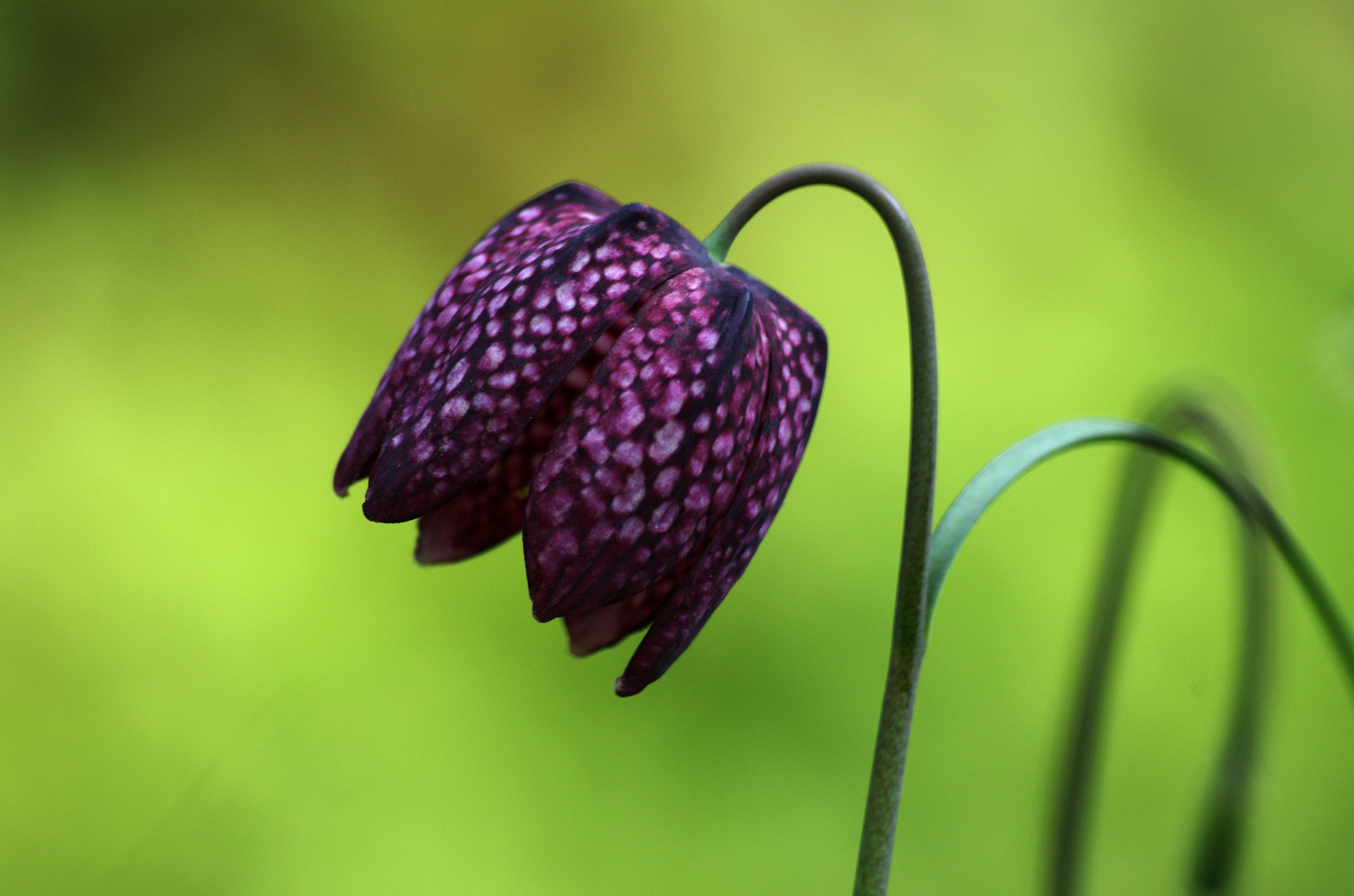 Lila Glockenblume im Grünen